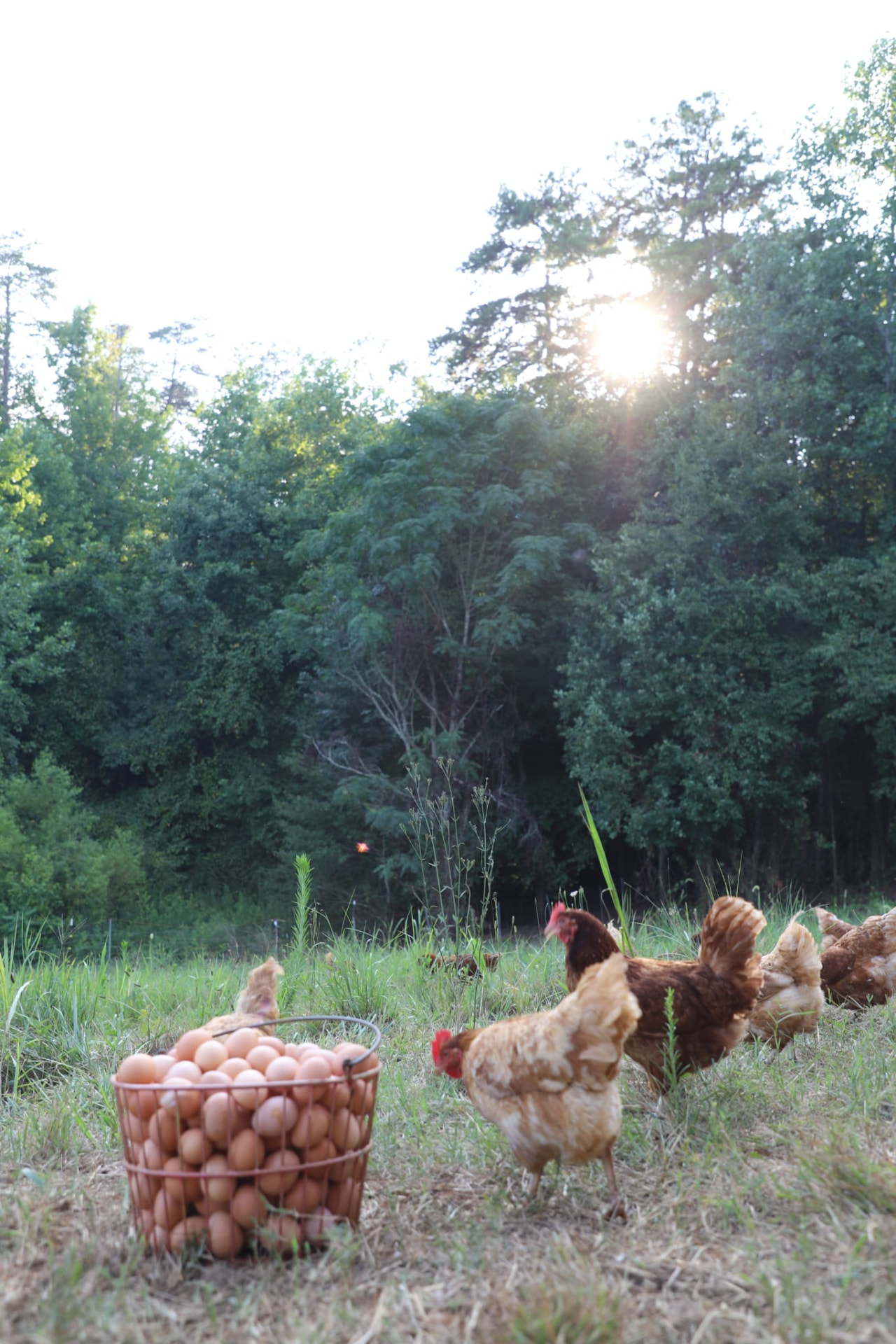 Basket of freshly gathered eggs with hens foraging at golden hour