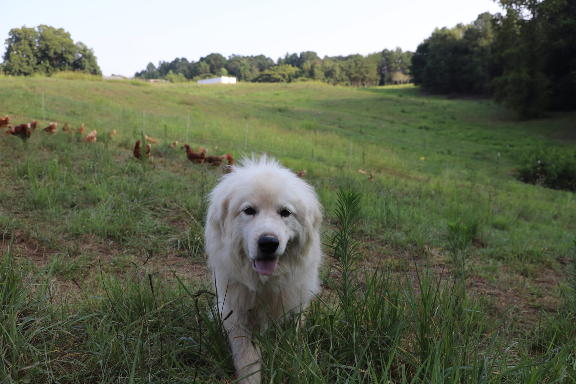 Great Pyrenees livestock guardian dog watching over the laying flock