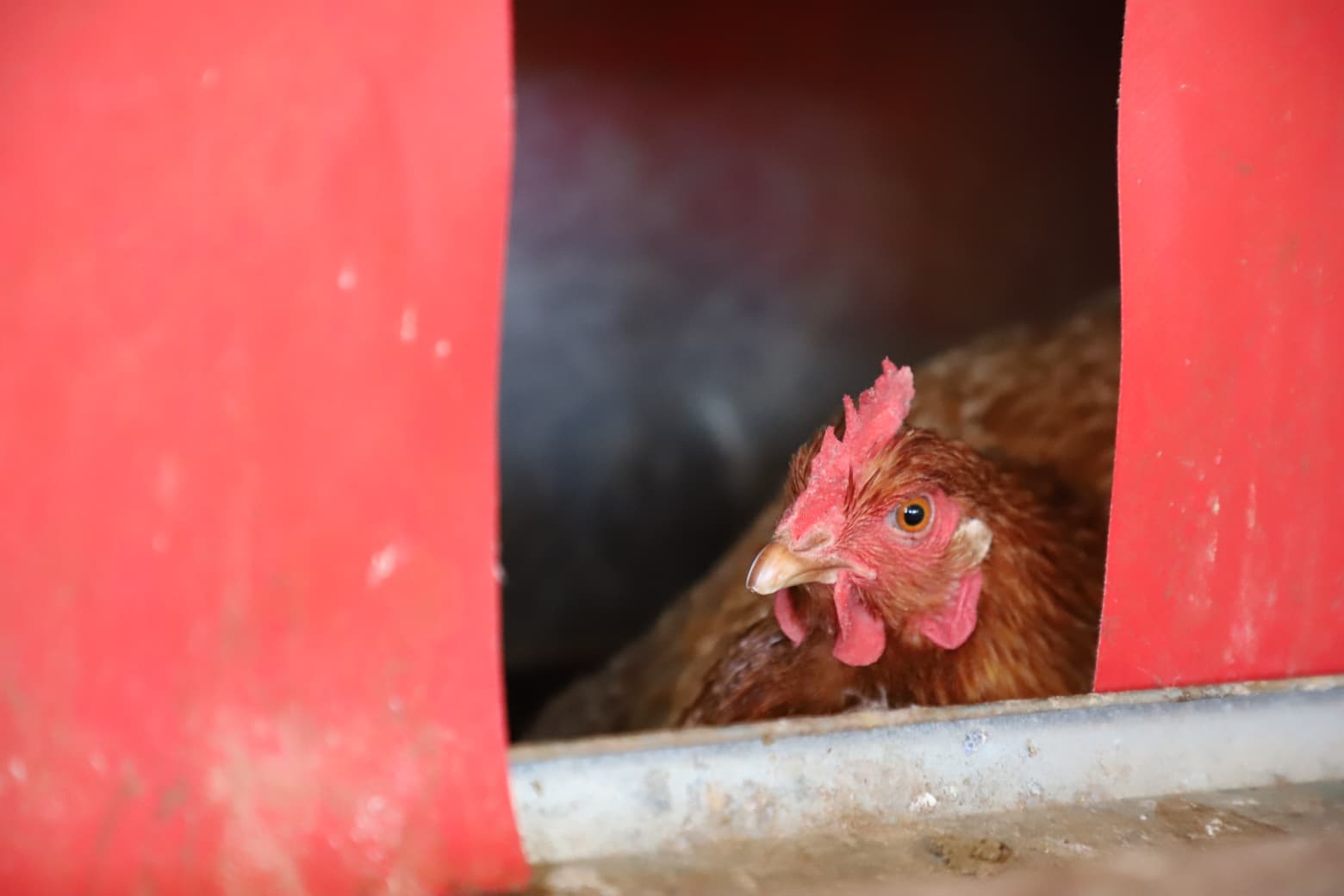 A curious hen peeking out from the nest box