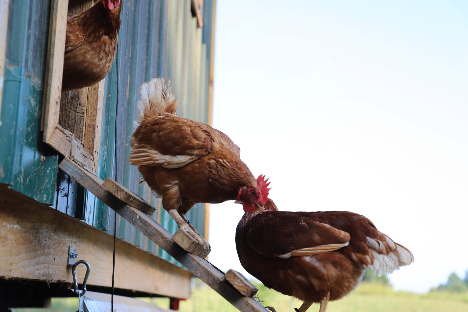 Two hens on the coop ramp in the morning light