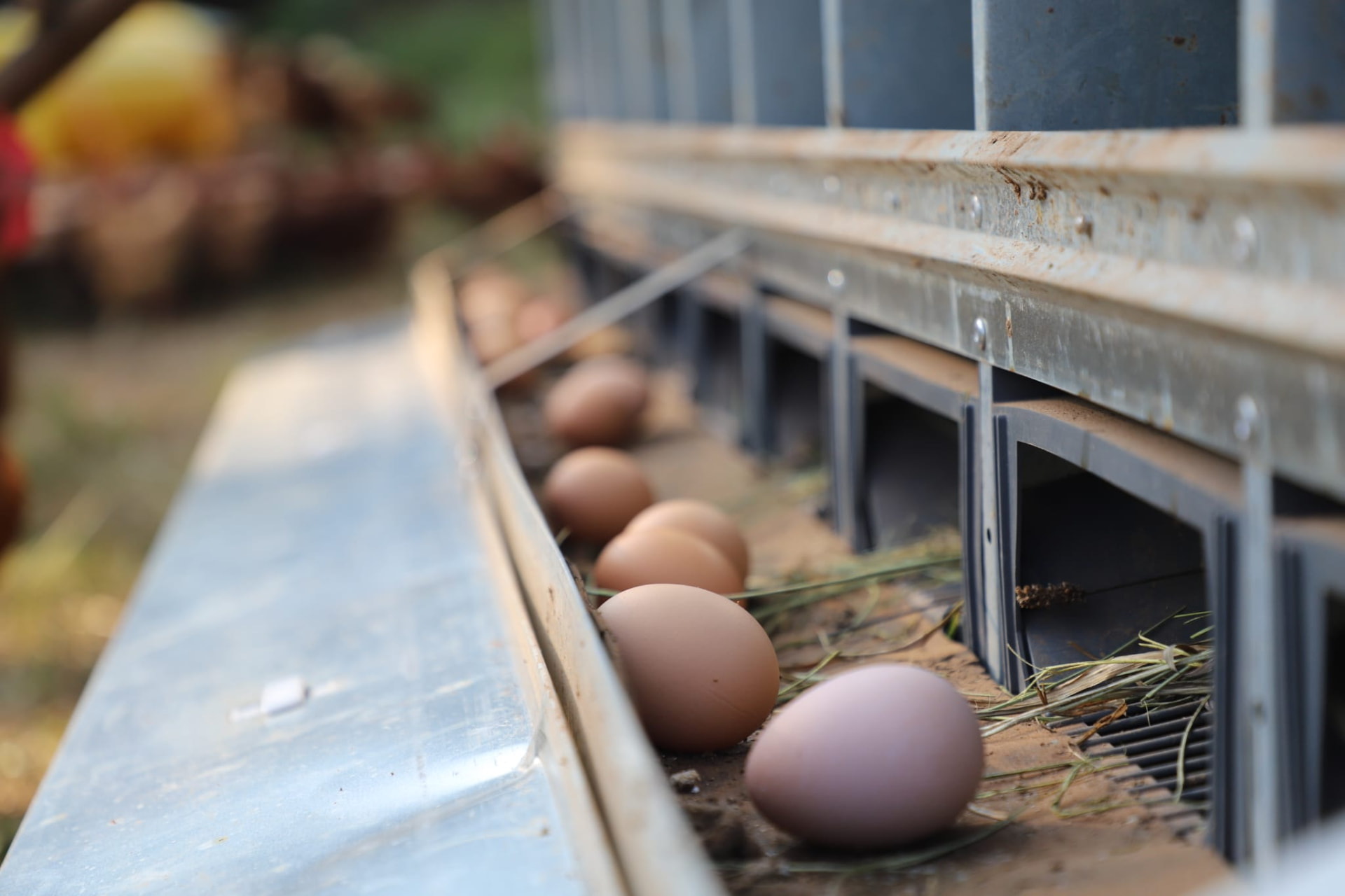 Brown eggs resting in the nesting boxes of the coop