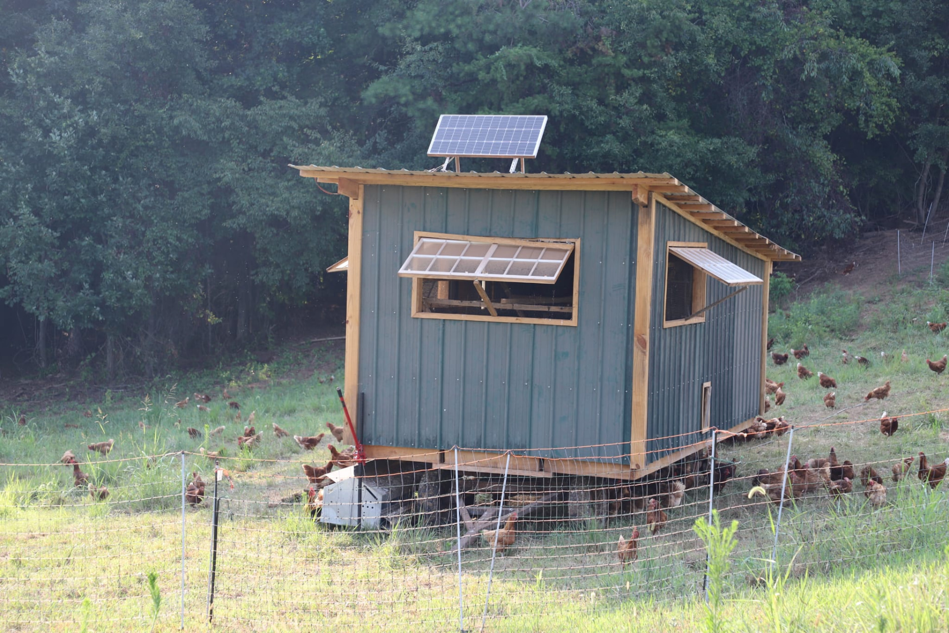 Solar-powered mobile chicken coop with the flock on fresh pasture