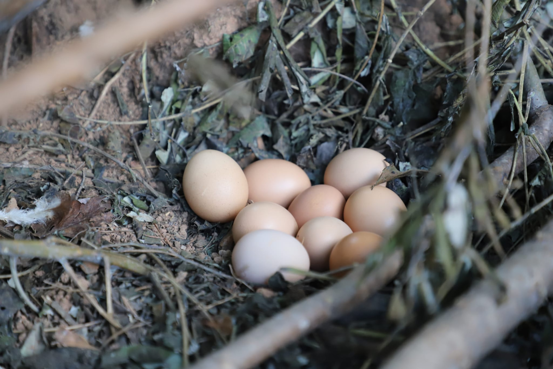 A hidden clutch of pasture-raised eggs tucked into the brush